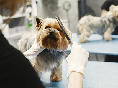 Groomers & Veterinarians