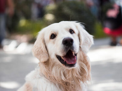 Dog Smiling