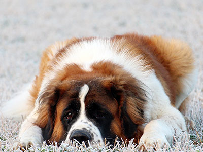 Saint Bernard Lying on Grassy Field