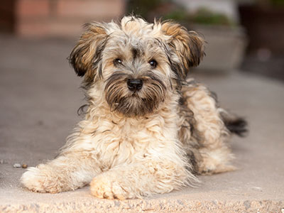 Small Dog Lying on Ground